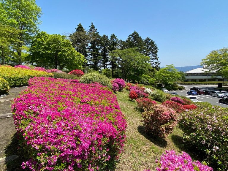 富士霊園のツツジ | 有限会社 住和